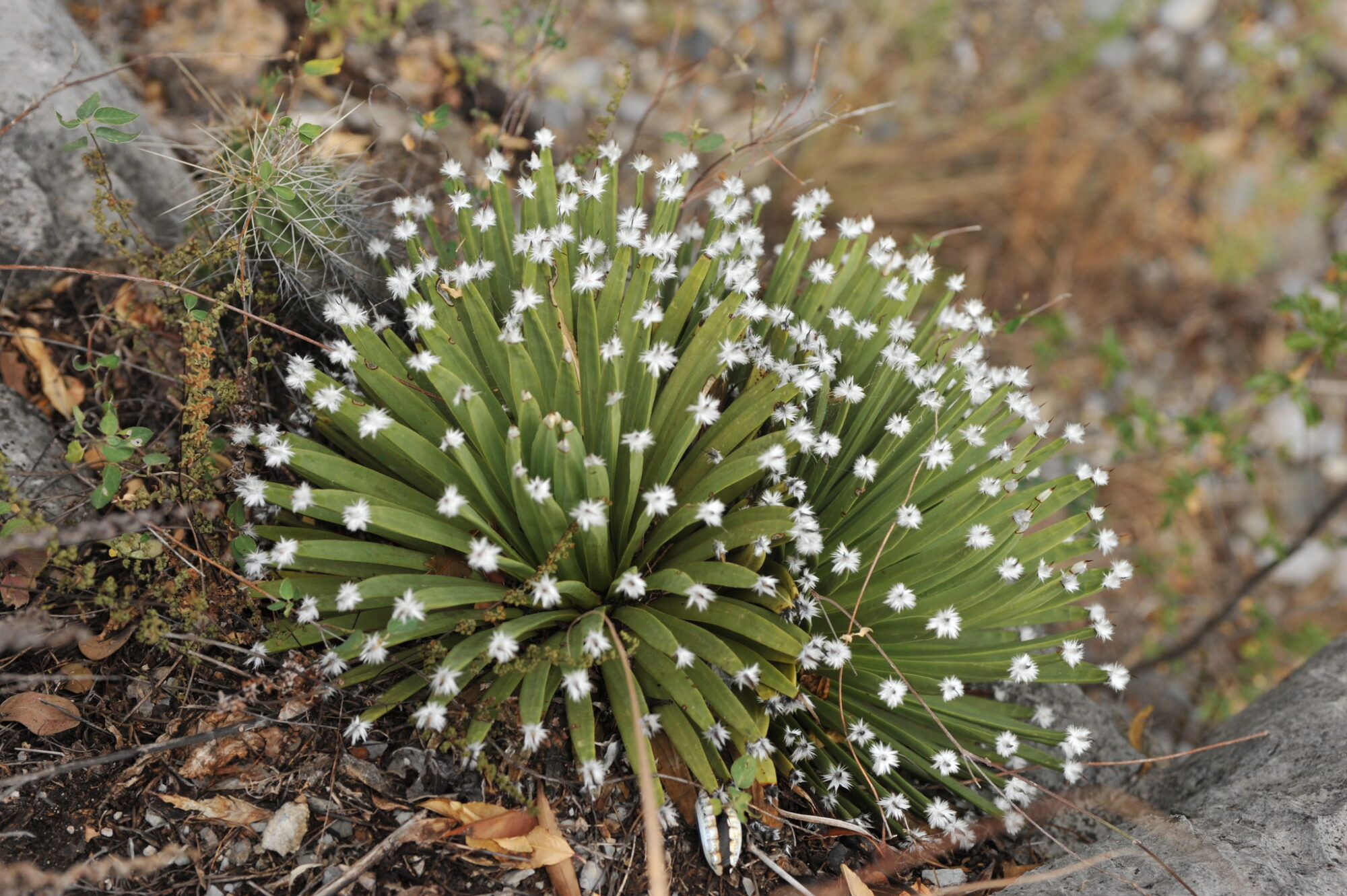 Das Bild zeigt eine Agave albopilosa-Pflanze in ihrer natürlichen Umgebung. Die Pflanze hat lange, schmale, grüne Blätter, die in einer dichten Rosettenform angeordnet sind. An den Spitzen der Blätter sind weiße, haarartige Strukturen zu sehen, die der Pflanze ein einzigartiges Aussehen verleihen und ihr den Namen "albopilosa" (weiße Haare) geben. Die Pflanze wächst in einer felsigen Umgebung, umgeben von trockenem Boden und spärlicher Vegetation. Im Hintergrund ist ein kleiner Kaktus zu sehen.