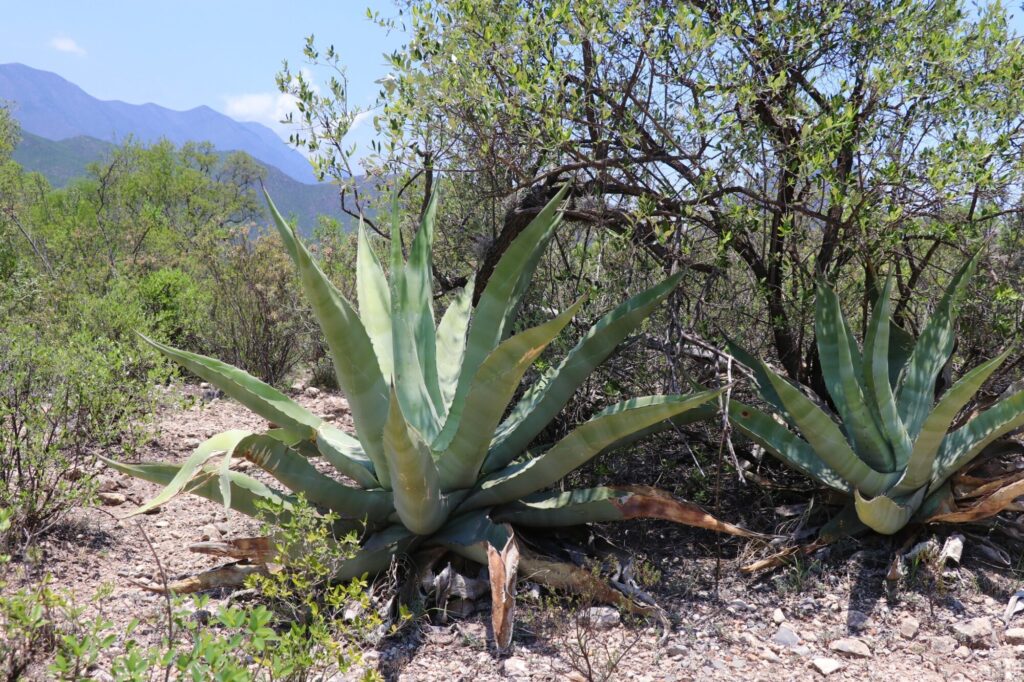 Das Bild zeigt zwei Agave americana-Pflanzen in ihrer natürlichen Umgebung. Die Pflanzen haben große, fleischige, blaugraue Blätter mit spitzen Dornen an den Rändern und Blattspitzen. Die Blätter sind symmetrisch angeordnet und bilden eine markante Rosette. Die Agaven wachsen auf einem trockenen, steinigen Boden, umgeben von niedrigen Sträuchern und Büschen. Im Hintergrund sind Bäume und ein Gebirgspanorama zu sehen