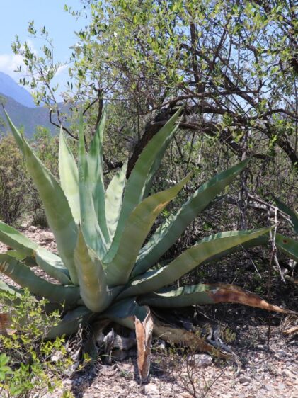 Das Bild zeigt zwei Agave americana-Pflanzen in ihrer natürlichen Umgebung. Die Pflanzen haben große, fleischige, blaugraue Blätter mit spitzen Dornen an den Rändern und Blattspitzen. Die Blätter sind symmetrisch angeordnet und bilden eine markante Rosette. Die Agaven wachsen auf einem trockenen, steinigen Boden, umgeben von niedrigen Sträuchern und Büschen. Im Hintergrund sind Bäume und ein Gebirgspanorama zu sehen