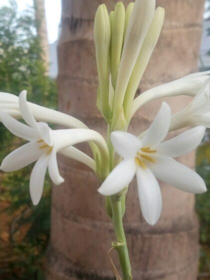 Das Bild zeigt eine Blüte der Agave amica. Diese Pflanze hat elegante, weiße, sternförmige Blüten mit sechs Blütenblättern und auffälligen gelben Staubblättern in der Mitte. Die Blüten wachsen in einem Büschel an einem langen, grünen Stängel. Im Hintergrund sieht man einen Baumstamm und verschiedene grüne Pflanzen