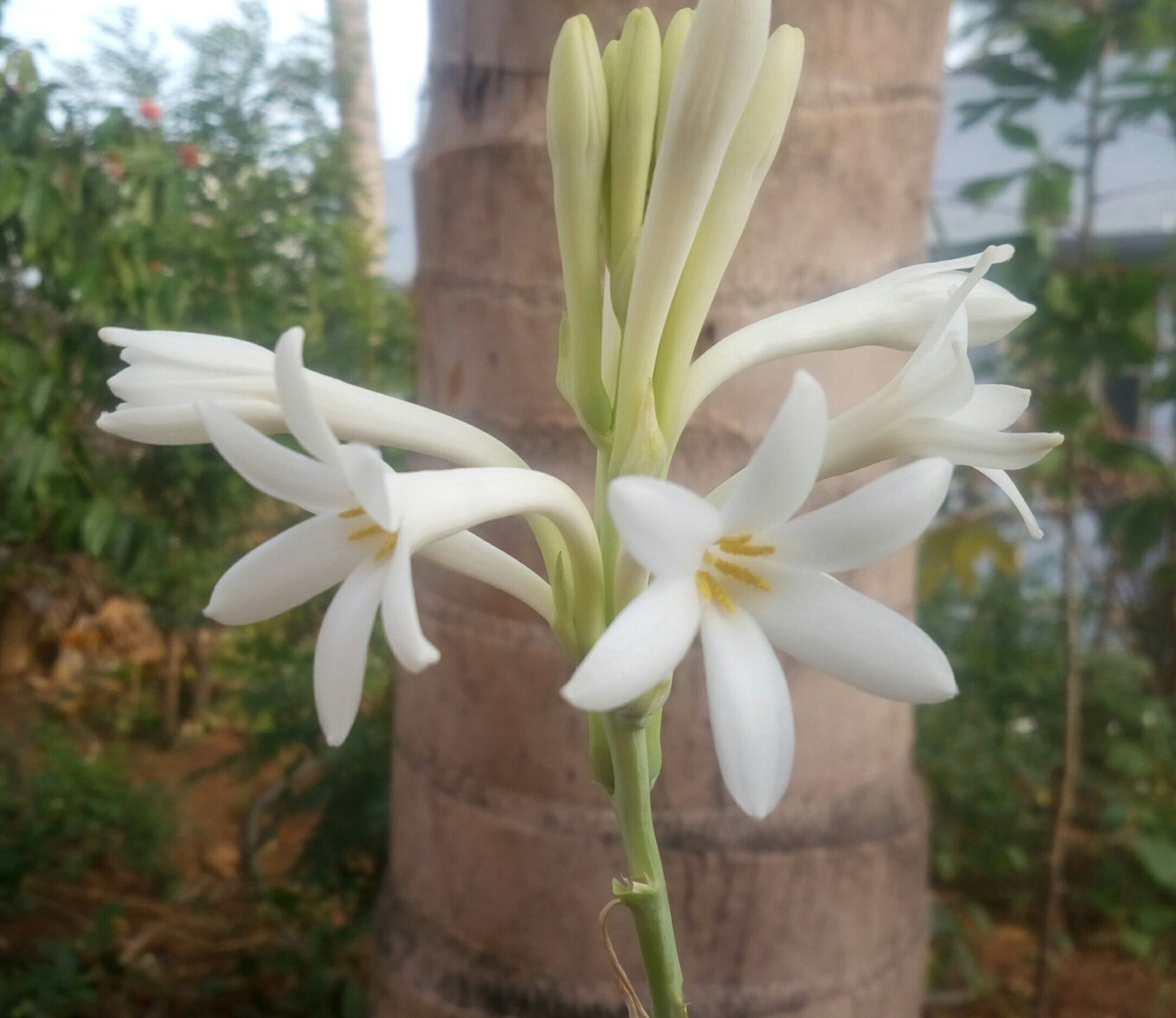 Das Bild zeigt eine Blüte der Agave amica. Diese Pflanze hat elegante, weiße, sternförmige Blüten mit sechs Blütenblättern und auffälligen gelben Staubblättern in der Mitte. Die Blüten wachsen in einem Büschel an einem langen, grünen Stängel. Im Hintergrund sieht man einen Baumstamm und verschiedene grüne Pflanzen