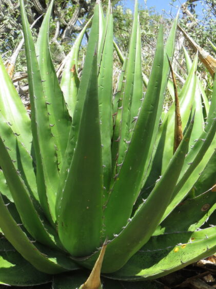 Das Bild zeigt eine Agave angustiarum in ihrer natürlichen Umgebung. Die Pflanze hat lange, spitze, grüne Blätter, die in einer Rosette angeordnet sind. Die Blätter sind dick und fleischig, typisch für Sukkulenten, und sie haben entlang ihrer Ränder kleine Dornen. Einige der äußeren Blätter sind braun und vertrocknet, was auf ältere Blätter hinweist, die im Laufe der Zeit abgestorben sind. Im Hintergrund sind andere Pflanzen und Sträucher zu sehen, die auf eine aride oder semi-aride Umgebung hinweisen