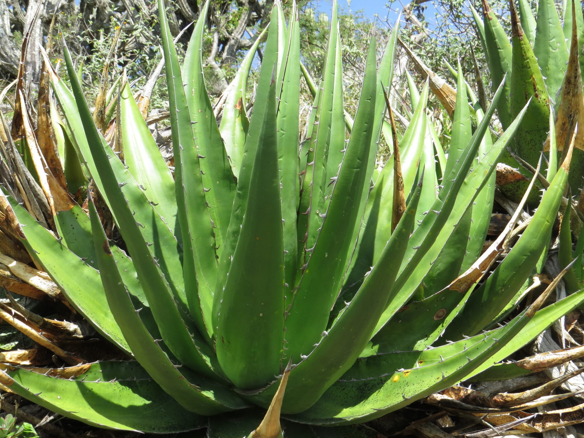 Das Bild zeigt eine Agave angustiarum in ihrer natürlichen Umgebung. Die Pflanze hat lange, spitze, grüne Blätter, die in einer Rosette angeordnet sind. Die Blätter sind dick und fleischig, typisch für Sukkulenten, und sie haben entlang ihrer Ränder kleine Dornen. Einige der äußeren Blätter sind braun und vertrocknet, was auf ältere Blätter hinweist, die im Laufe der Zeit abgestorben sind. Im Hintergrund sind andere Pflanzen und Sträucher zu sehen, die auf eine aride oder semi-aride Umgebung hinweisen