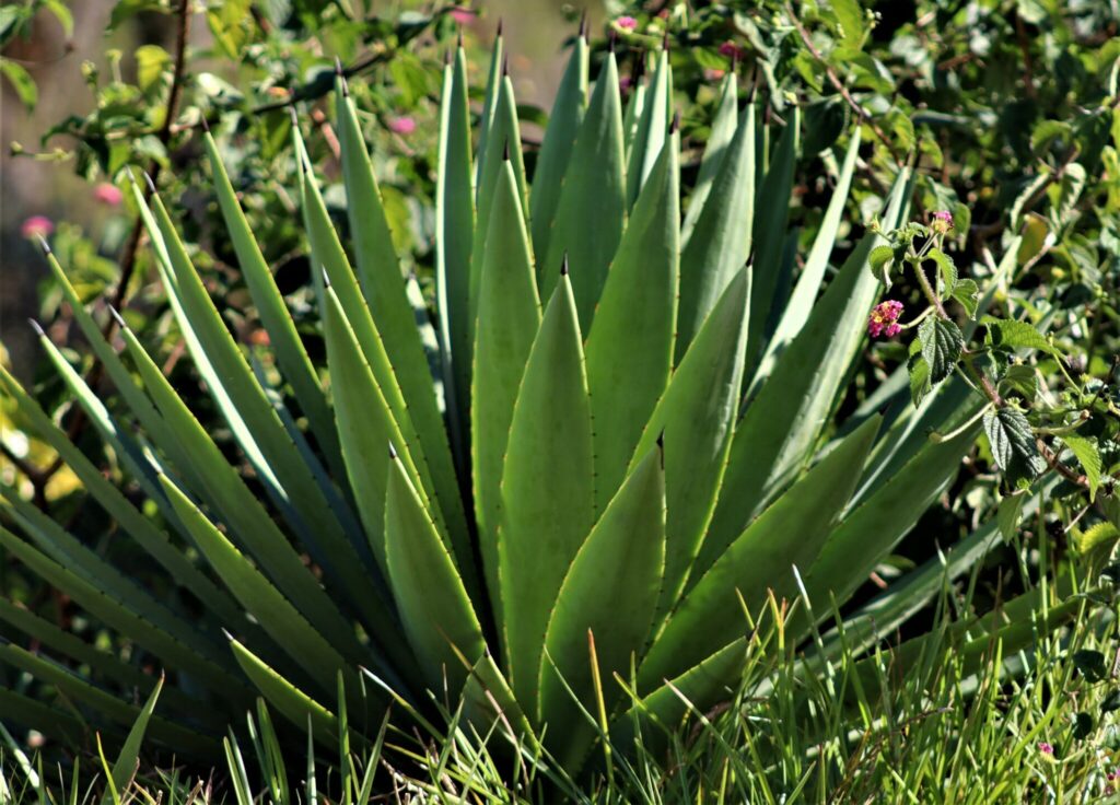 Agave angustifolia Das Bild zeigt eine Agave angustifolia, eine sukkulente Pflanze mit langen, schmalen Blättern, die in einer Rosette angeordnet sind. Die Blätter sind grün und haben scharfe Spitzen sowie feine Zähnchen an den Rändern. Die Pflanze wächst im Freien, umgeben von anderen Pflanzen und Blumen, die im Hintergrund sichtbar sind. Der Boden ist teilweise mit Gras bedeckt, und einige andere Pflanzen und Blüten ragen in das Bild hinein.