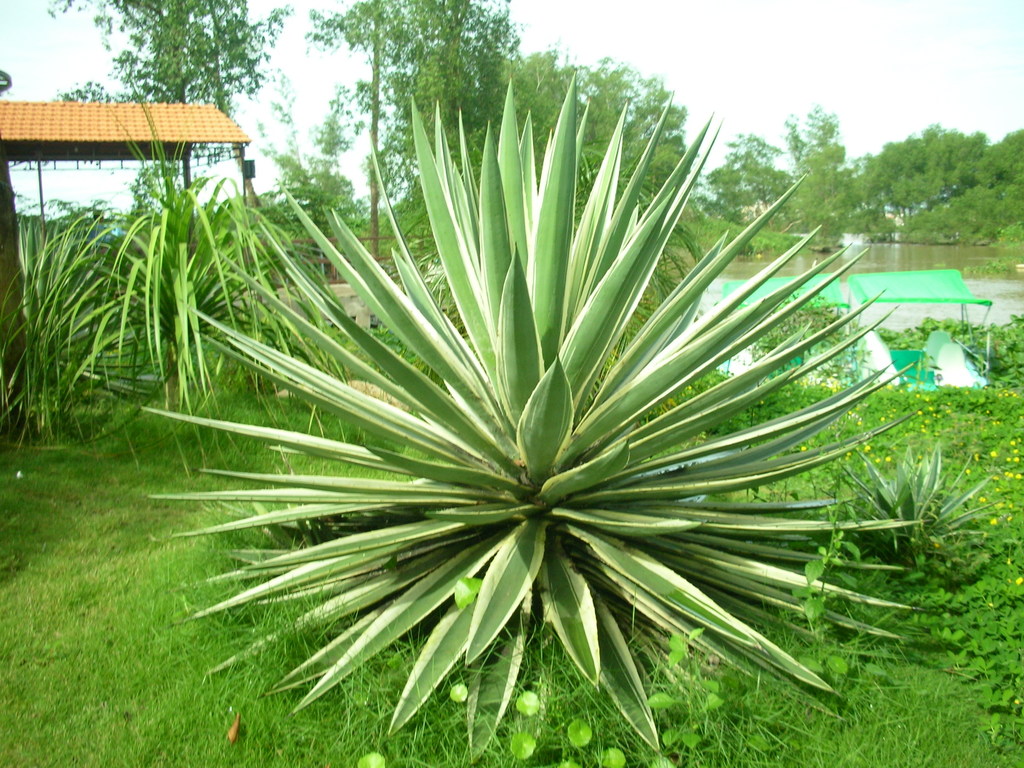 Agave angustifolia Das Bild zeigt eine Agave angustifolia in einem üppig bewachsenen Garten. Die Pflanze hat lange, schmale, stachelige Blätter, die sich rosettenartig anordnen und spitz zulaufen. Die Blätter sind grün mit einem gelblichen Rand. Im Hintergrund sind weitere Pflanzen zu sehen, darunter hohe, schmale Blätter einer anderen Pflanze und eine Konstruktion mit einem roten Ziegeldach, die möglicherweise ein Pavillon oder ein Unterstand ist. Rechts im Hintergrund ist ein Fluss oder ein großer Teich zu erkennen, und es gibt grüne Überdachungen oder Netze über einigen Pflanzen.