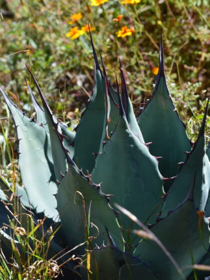 Das Bild zeigt eine Agave applanata Pflanze in ihrer natürlichen Umgebung. Diese Agave zeichnet sich durch ihre breiten, blaugrauen Blätter aus, die in einer symmetrischen Rosette angeordnet sind. Die Blätter haben dunkle, scharfe Dornen entlang der Ränder und an den Spitzen, die besonders markant sind. Die Pflanze wächst in einer offenen, grasbewachsenen Umgebung, die von anderen Wildblumen umgeben ist, darunter einige gelbe und weiße Blüten.