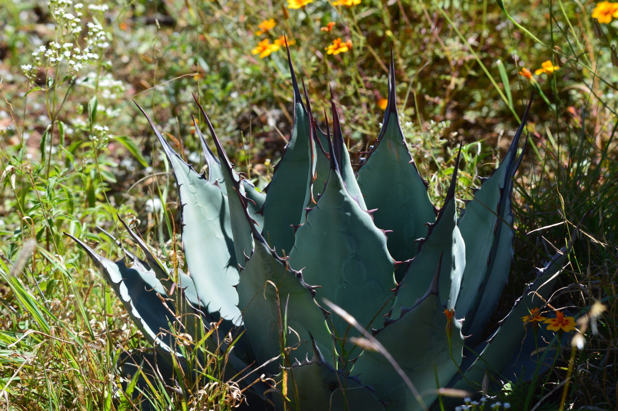 Das Bild zeigt eine Agave applanata Pflanze in ihrer natürlichen Umgebung. Diese Agave zeichnet sich durch ihre breiten, blaugrauen Blätter aus, die in einer symmetrischen Rosette angeordnet sind. Die Blätter haben dunkle, scharfe Dornen entlang der Ränder und an den Spitzen, die besonders markant sind. Die Pflanze wächst in einer offenen, grasbewachsenen Umgebung, die von anderen Wildblumen umgeben ist, darunter einige gelbe und weiße Blüten.