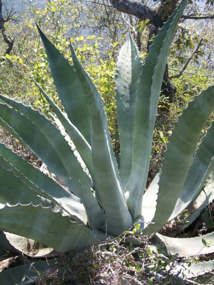 Das Bild zeigt eine Agave asperrima Pflanze, die in einer trockenen, buschigen Umgebung wächst. Diese Agave hat lange, dicke, bläulich-grüne Blätter, die von der Basis aus nach außen strahlen und am Rand stark gezahnt sind. Die Blätter sind mit charakteristischen wellenförmigen Kanten und spitzen Enden versehen. Im Hintergrund sind verschiedene andere Pflanzen und Büsche zu sehen.