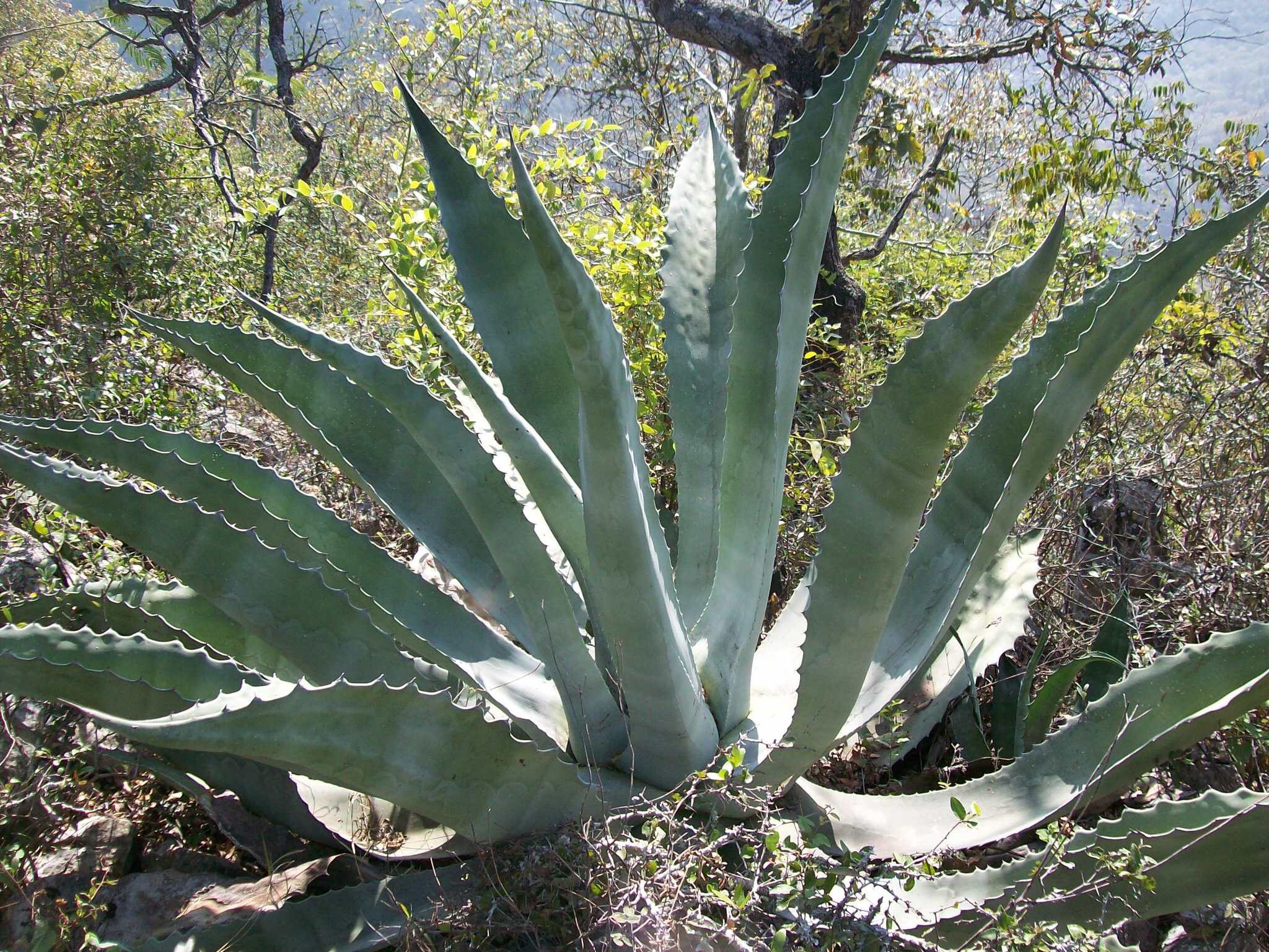 Das Bild zeigt eine Agave asperrima Pflanze, die in einer trockenen, buschigen Umgebung wächst. Diese Agave hat lange, dicke, bläulich-grüne Blätter, die von der Basis aus nach außen strahlen und am Rand stark gezahnt sind. Die Blätter sind mit charakteristischen wellenförmigen Kanten und spitzen Enden versehen. Im Hintergrund sind verschiedene andere Pflanzen und Büsche zu sehen.