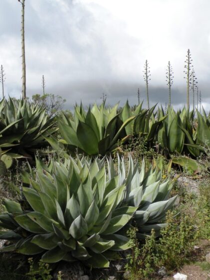 Das Bild zeigt eine große Ansammlung von Agaven der Art Agave atrovirens, die in einer natürlichen Umgebung wächst. Die Pflanzen haben dicke, fleischige Blätter, die in Rosettenform angeordnet sind und nach außen hin spitz zulaufen. Die Blätter sind dunkelgrün mit leicht grauen Nuancen und haben entlang ihrer Ränder scharfe Dornen. Im Hintergrund sind mehrere hohe Blütenstände zu sehen, die auf den langen, dünnen Stielen der Agaven aufragen. Diese Blütenstände tragen viele kleine Blüten, die an den Spitzen der Stiele angeordnet sind. Das Gelände ist steinig und mit verschiedenen niedrigen Pflanzen und Grasbüscheln durchsetzt.