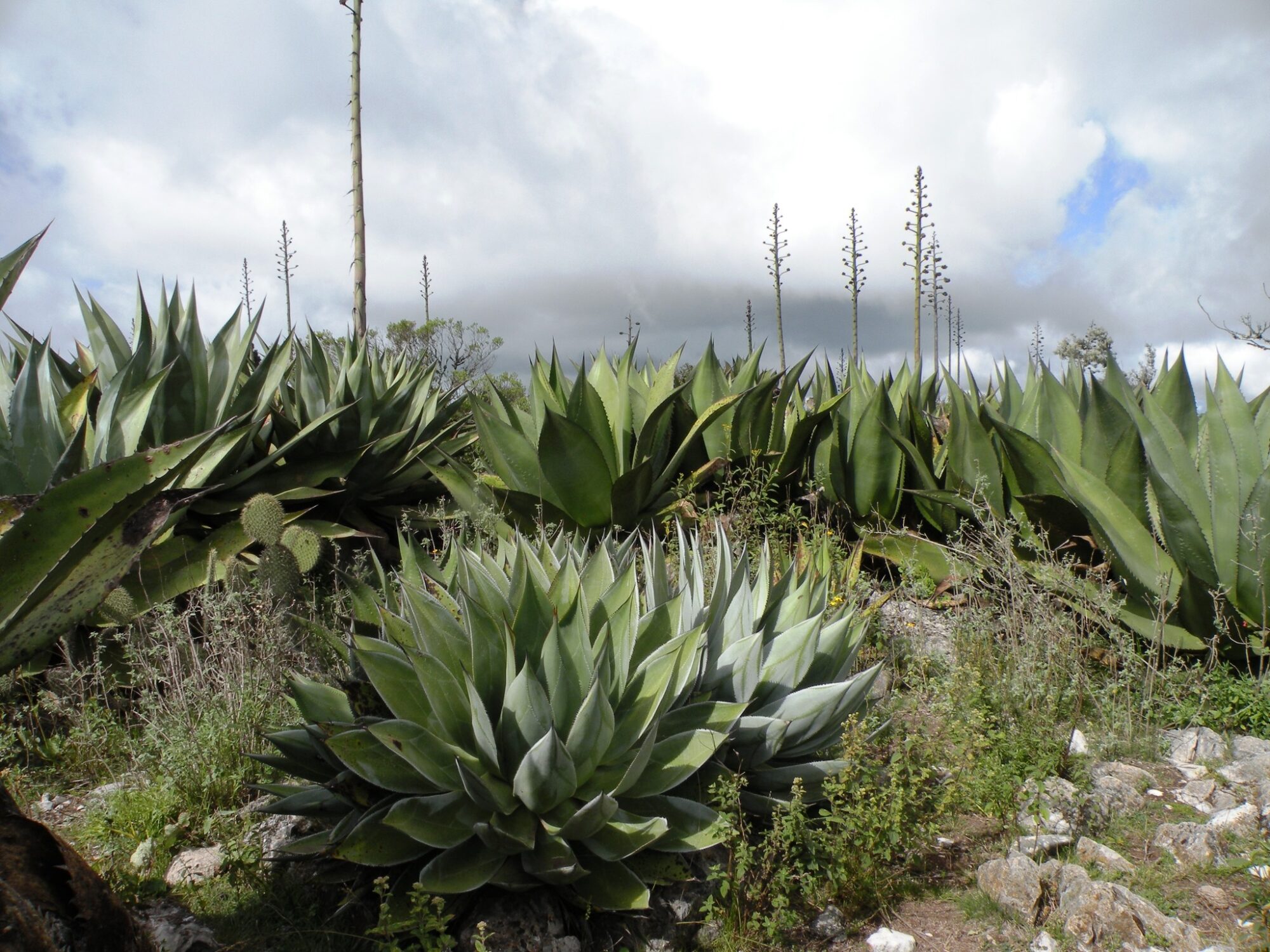 Das Bild zeigt eine große Ansammlung von Agaven der Art Agave atrovirens, die in einer natürlichen Umgebung wächst. Die Pflanzen haben dicke, fleischige Blätter, die in Rosettenform angeordnet sind und nach außen hin spitz zulaufen. Die Blätter sind dunkelgrün mit leicht grauen Nuancen und haben entlang ihrer Ränder scharfe Dornen. Im Hintergrund sind mehrere hohe Blütenstände zu sehen, die auf den langen, dünnen Stielen der Agaven aufragen. Diese Blütenstände tragen viele kleine Blüten, die an den Spitzen der Stiele angeordnet sind. Das Gelände ist steinig und mit verschiedenen niedrigen Pflanzen und Grasbüscheln durchsetzt.