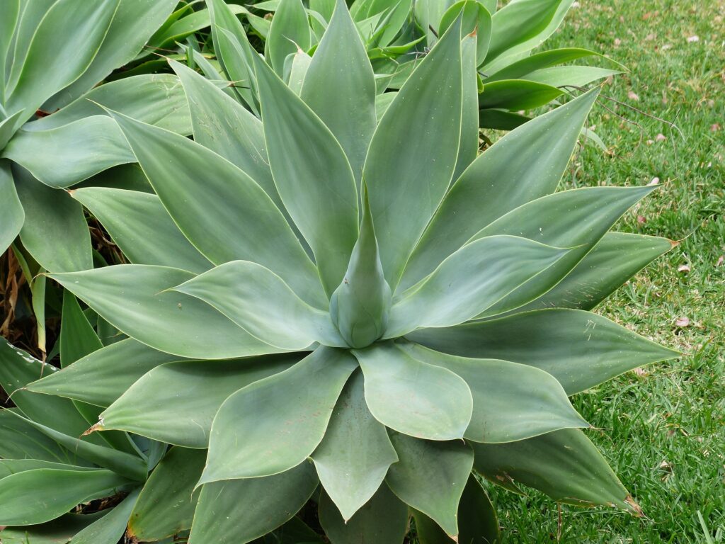 Das Bild zeigt eine Agave attenuata. Die Pflanze hat weiche, fleischige Blätter, die in einer Rosettenform angeordnet sind. Die Blätter sind hellgrün und glatt, ohne die stacheligen Ränder, die bei vielen anderen Agavenarten üblich sind. Die Pflanze wächst in einem gepflegten Garten auf grünem Rasen. Die Blätter der Agave sind symmetrisch und elegant.