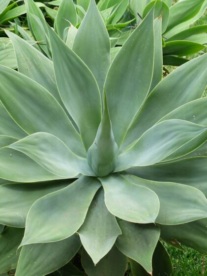 Das Bild zeigt eine Agave attenuata. Die Pflanze hat weiche, fleischige Blätter, die in einer Rosettenform angeordnet sind. Die Blätter sind hellgrün und glatt, ohne die stacheligen Ränder, die bei vielen anderen Agavenarten üblich sind. Die Pflanze wächst in einem gepflegten Garten auf grünem Rasen. Die Blätter der Agave sind symmetrisch und elegant.