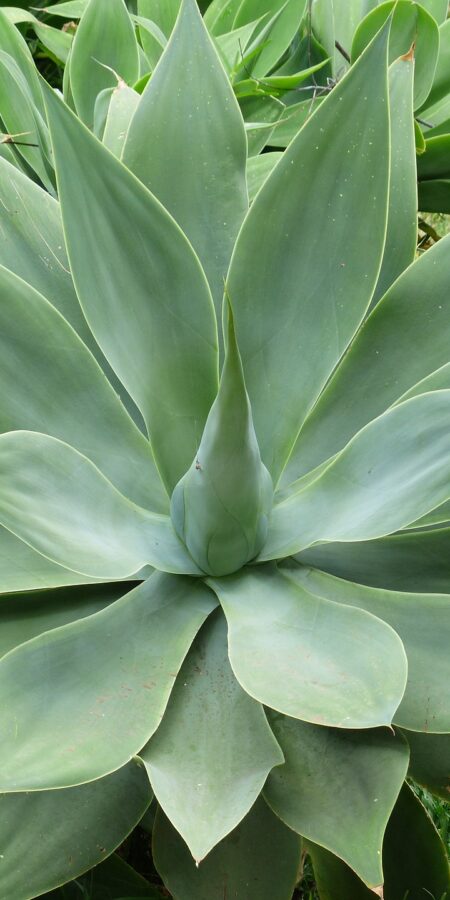 Agave attenuata | Merkmale, Pflege & Vermehrung