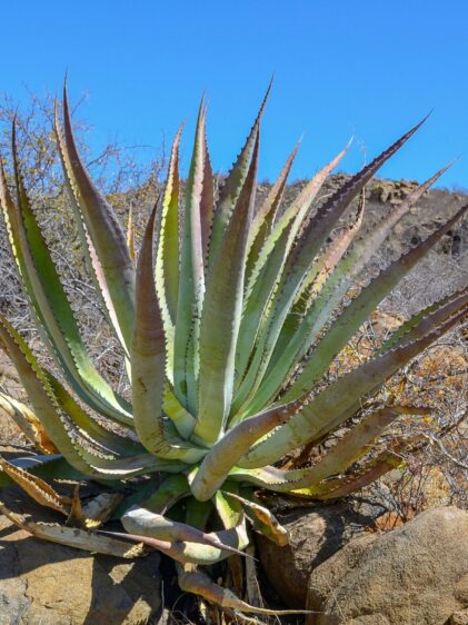 Das Bild zeigt eine Agave aurea die in trockenen, felsigen Umgebungen gedeiht. Diese Agave hat lange, spitze Blätter, die in einer Rosettenform angeordnet sind und von einer hellgrünen bis zu einer leicht rötlichen Färbung variieren. Die Blätter sind dick und fleischig mit gezackten Rändern, die kleine Dornen aufweisen. Die Agave wächst in einer trockenen Wüstenlandschaft, umgeben von Felsen und spärlicher Vegetation. Der Himmel im Hintergrund ist klar und blau.