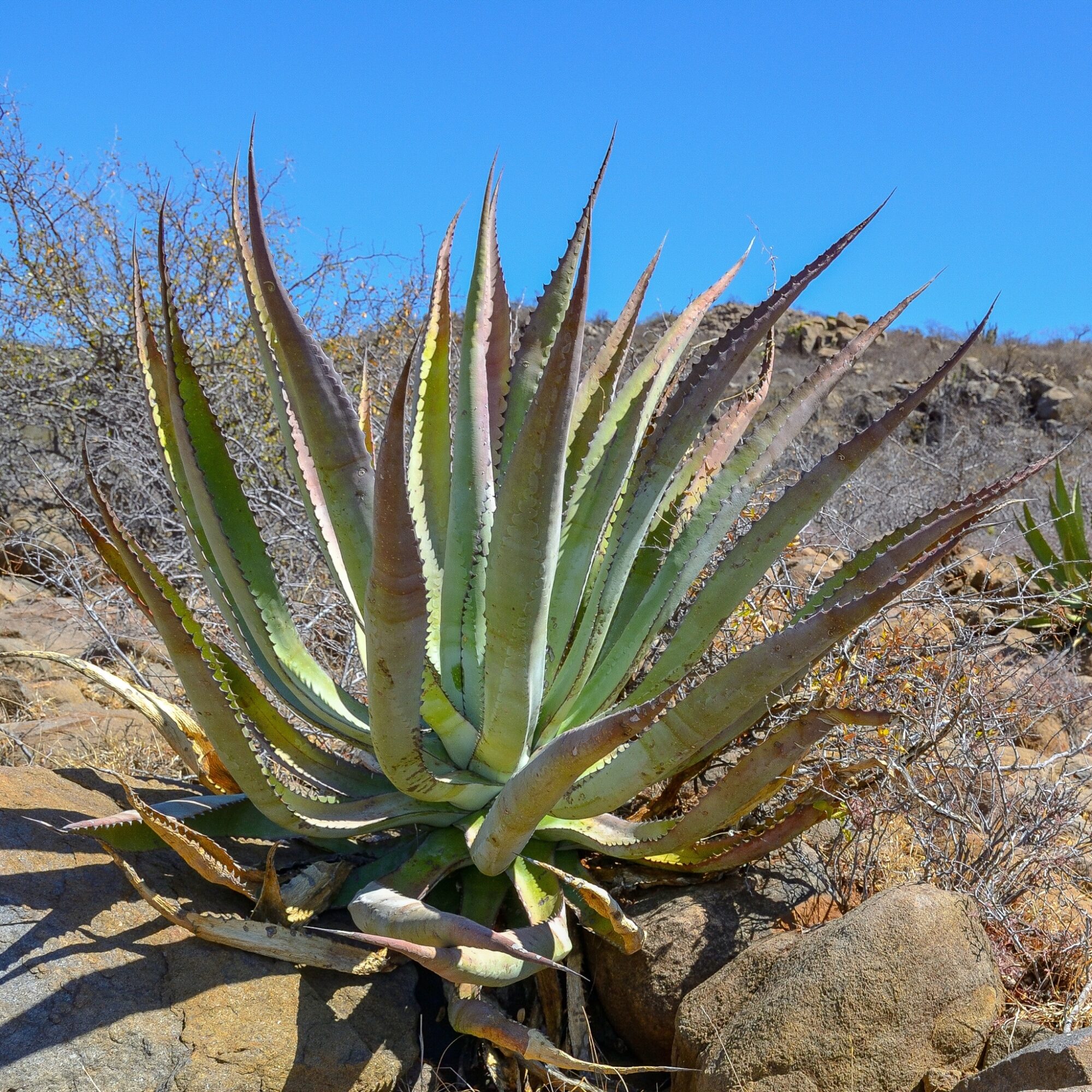 Das Bild zeigt eine Agave aurea die in trockenen, felsigen Umgebungen gedeiht. Diese Agave hat lange, spitze Blätter, die in einer Rosettenform angeordnet sind und von einer hellgrünen bis zu einer leicht rötlichen Färbung variieren. Die Blätter sind dick und fleischig mit gezackten Rändern, die kleine Dornen aufweisen. Die Agave wächst in einer trockenen Wüstenlandschaft, umgeben von Felsen und spärlicher Vegetation. Der Himmel im Hintergrund ist klar und blau.