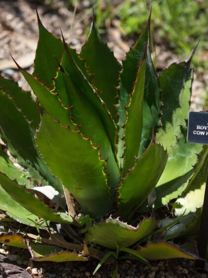 Das Bild zeigt eine Agave bovicornuta, auch bekannt als "Cow Horn Agave". Diese Pflanze zeichnet sich durch ihre dicken, fleischigen Blätter aus, die eine leuchtend grüne Farbe haben und an den Rändern rötliche Dornen tragen. Die Blätter sind symmetrisch angeordnet und bilden eine Rosette. Die Agave wächst in einem kiesigen Boden, umgeben von anderen Pflanzen und Steinen. Ein Schild neben der Pflanze gibt ihren Namen sowie ihre Herkunft aus Mexiko an.