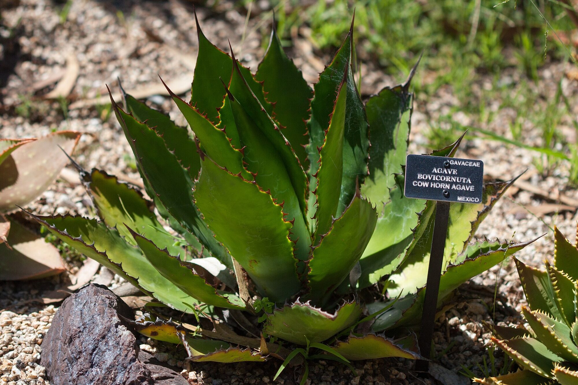 Das Bild zeigt eine Agave bovicornuta, auch bekannt als "Cow Horn Agave". Diese Pflanze zeichnet sich durch ihre dicken, fleischigen Blätter aus, die eine leuchtend grüne Farbe haben und an den Rändern rötliche Dornen tragen. Die Blätter sind symmetrisch angeordnet und bilden eine Rosette. Die Agave wächst in einem kiesigen Boden, umgeben von anderen Pflanzen und Steinen. Ein Schild neben der Pflanze gibt ihren Namen sowie ihre Herkunft aus Mexiko an.