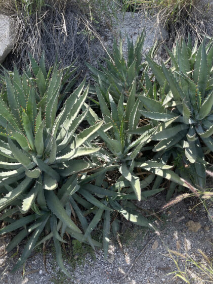 Das Bild zeigt eine Gruppe von Agave capensis-Pflanzen, die in einem trockenen, sandigen Gelände wachsen. Die Agaven haben lange, schmale, leicht gezahnte Blätter, die in einer dichten Rosette angeordnet sind. Die Blätter sind graugrün und haben an den Rändern ausgeprägte Dornen. Um die Pflanzen herum wachsen verschiedene Gräser und Sträucher, und im Hintergrund ist ein großer Stein sichtbar.