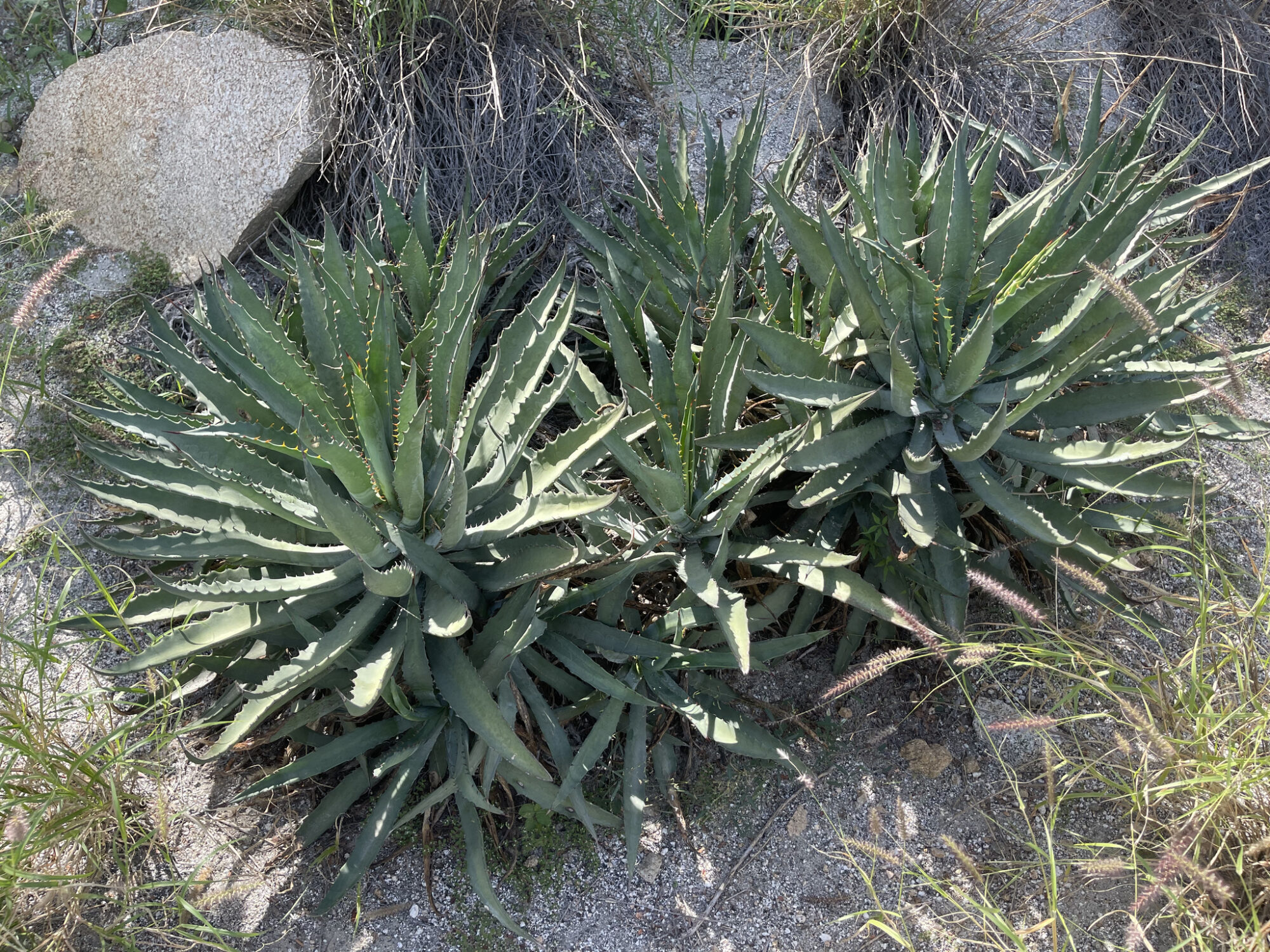 Das Bild zeigt eine Gruppe von Agave capensis-Pflanzen, die in einem trockenen, sandigen Gelände wachsen. Die Agaven haben lange, schmale, leicht gezahnte Blätter, die in einer dichten Rosette angeordnet sind. Die Blätter sind graugrün und haben an den Rändern ausgeprägte Dornen. Um die Pflanzen herum wachsen verschiedene Gräser und Sträucher, und im Hintergrund ist ein großer Stein sichtbar.