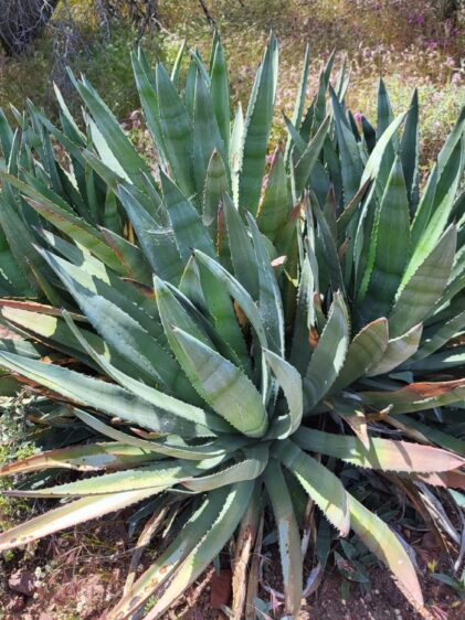 Das Bild zeigt eine Agave murpheyi Pflanze, die in einer natürlichen, trockenen Umgebung wächst. Die Pflanze hat eine große, dichte Rosettenform und besteht aus vielen langen, spitz zulaufenden Blättern. Diese Blätter sind grün mit einem leicht grauen Schimmer und haben gezackte Ränder mit kleinen Dornen. Einige Blätter zeigen an den Spitzen braune Verfärbungen. Die Umgebung um die Pflanze herum ist trocken und mit spärlicher Vegetation bedeckt, einschließlich einiger niedrig wachsender Pflanzen und Gräser sowie vereinzelter blühender Pflanzen in Rosa- und Lilatönen.