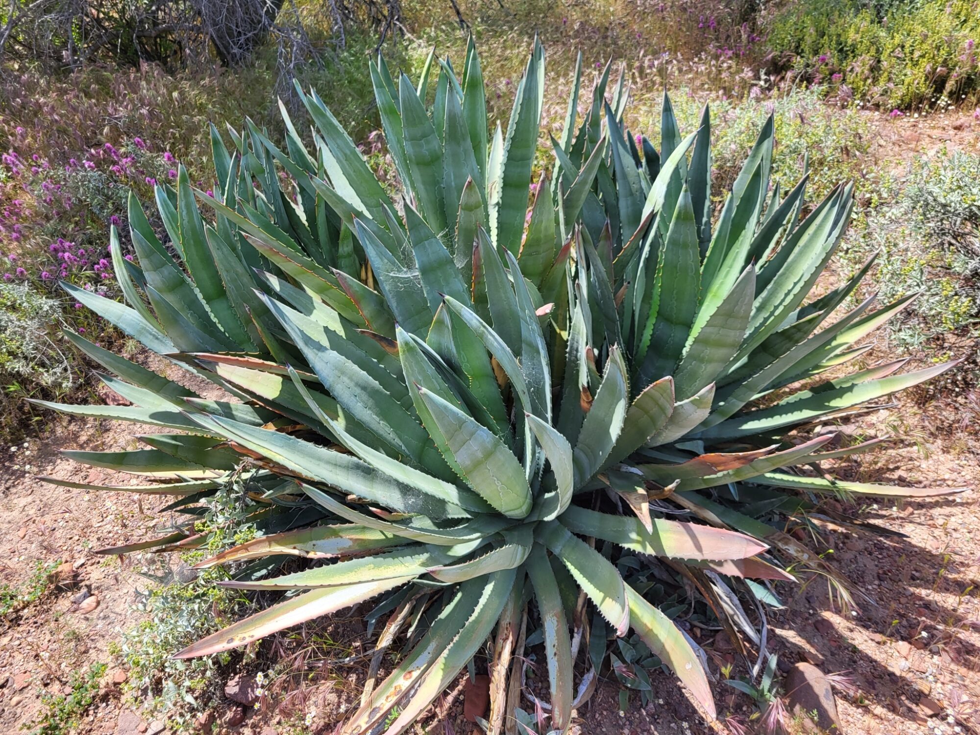 Das Bild zeigt eine Agave murpheyi Pflanze, die in einer natürlichen, trockenen Umgebung wächst. Die Pflanze hat eine große, dichte Rosettenform und besteht aus vielen langen, spitz zulaufenden Blättern. Diese Blätter sind grün mit einem leicht grauen Schimmer und haben gezackte Ränder mit kleinen Dornen. Einige Blätter zeigen an den Spitzen braune Verfärbungen. Die Umgebung um die Pflanze herum ist trocken und mit spärlicher Vegetation bedeckt, einschließlich einiger niedrig wachsender Pflanzen und Gräser sowie vereinzelter blühender Pflanzen in Rosa- und Lilatönen.