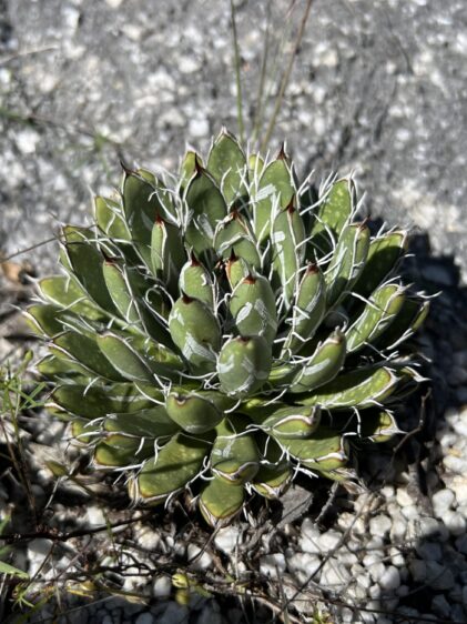 Das Bild zeigt eine Agave parviflora Pflanze, die in einer steinigen Umgebung wächst. Die Pflanze bildet eine kompakte Rosette aus kurzen, dicken Blättern. Die Blätter sind dunkelgrün mit weißen Markierungen und weisen feine, fadenartige Strukturen an den Rändern auf, die sich in einem filigranen Muster um die Blätter winden. An den Blattspitzen sind kleine, dunkle Dornen sichtbar. Die Umgebung ist trocken und mit Kieselsteinen bedeckt
