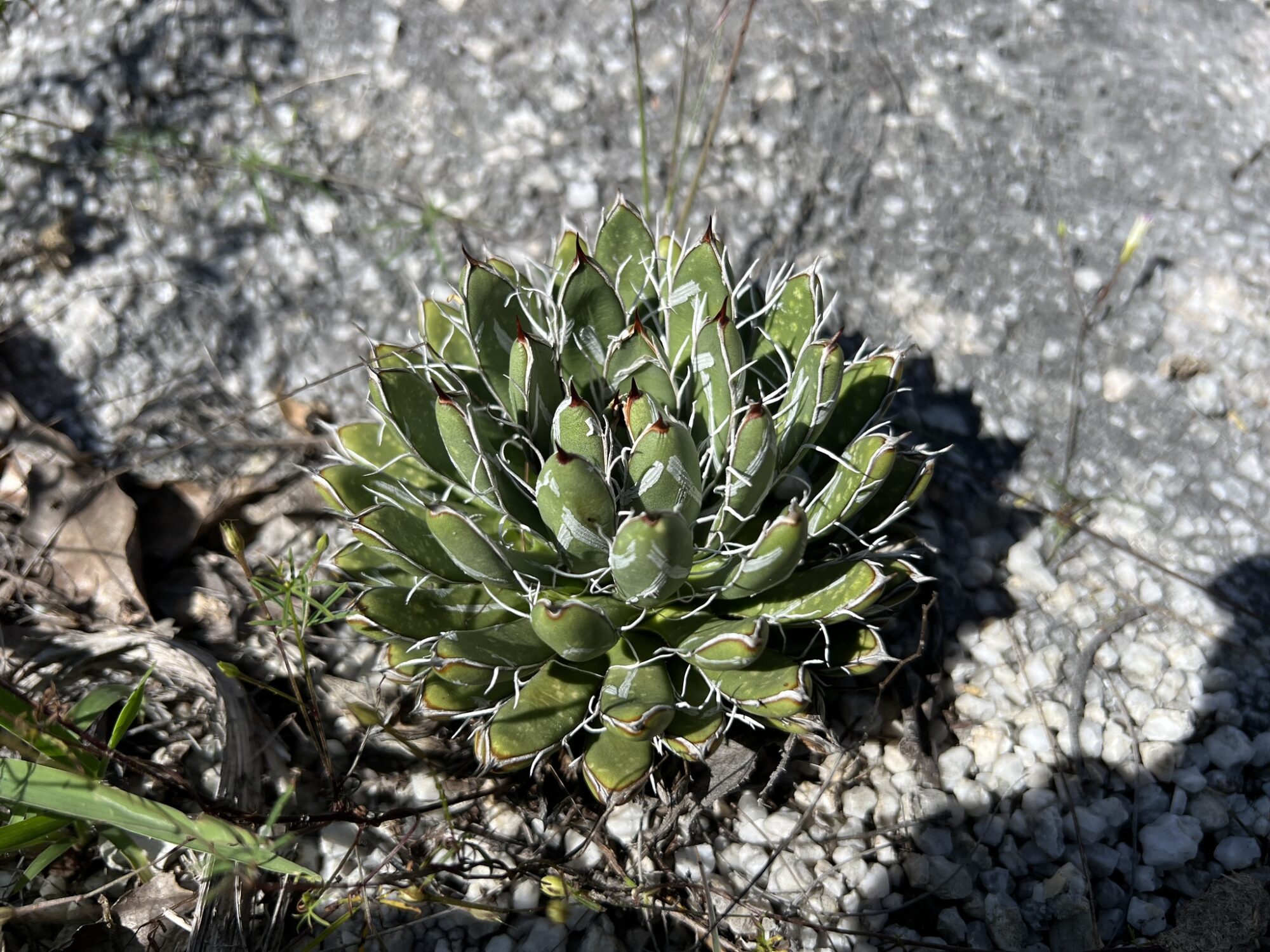 Das Bild zeigt eine Agave parviflora Pflanze, die in einer steinigen Umgebung wächst. Die Pflanze bildet eine kompakte Rosette aus kurzen, dicken Blättern. Die Blätter sind dunkelgrün mit weißen Markierungen und weisen feine, fadenartige Strukturen an den Rändern auf, die sich in einem filigranen Muster um die Blätter winden. An den Blattspitzen sind kleine, dunkle Dornen sichtbar. Die Umgebung ist trocken und mit Kieselsteinen bedeckt