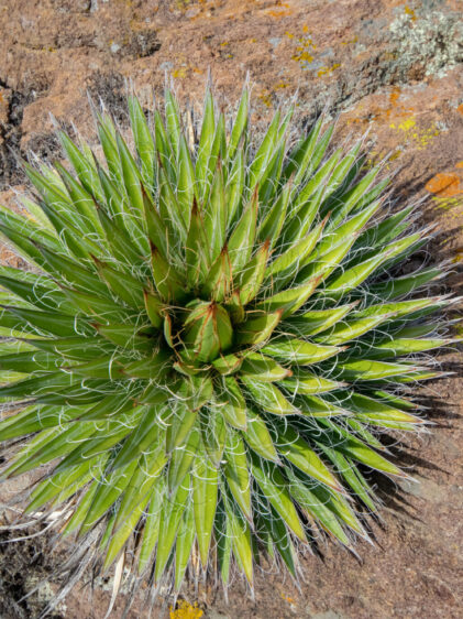 Das Bild zeigt eine Agave schidigera Pflanze, die in einer felsigen Umgebung wächst. Die Pflanze bildet eine dichte Rosette aus schmalen, spitzen Blättern, die in einem lebendigen Grünton gehalten sind. Charakteristisch für diese Agavenart sind die feinen, fadenartigen Strukturen entlang der Blattränder, die sich weiß und kraus hervorheben. Die Blätter laufen in scharfen Spitzen aus, die im Sonnenlicht leicht glänzen. Die umgebende Landschaft ist trocken und felsig.