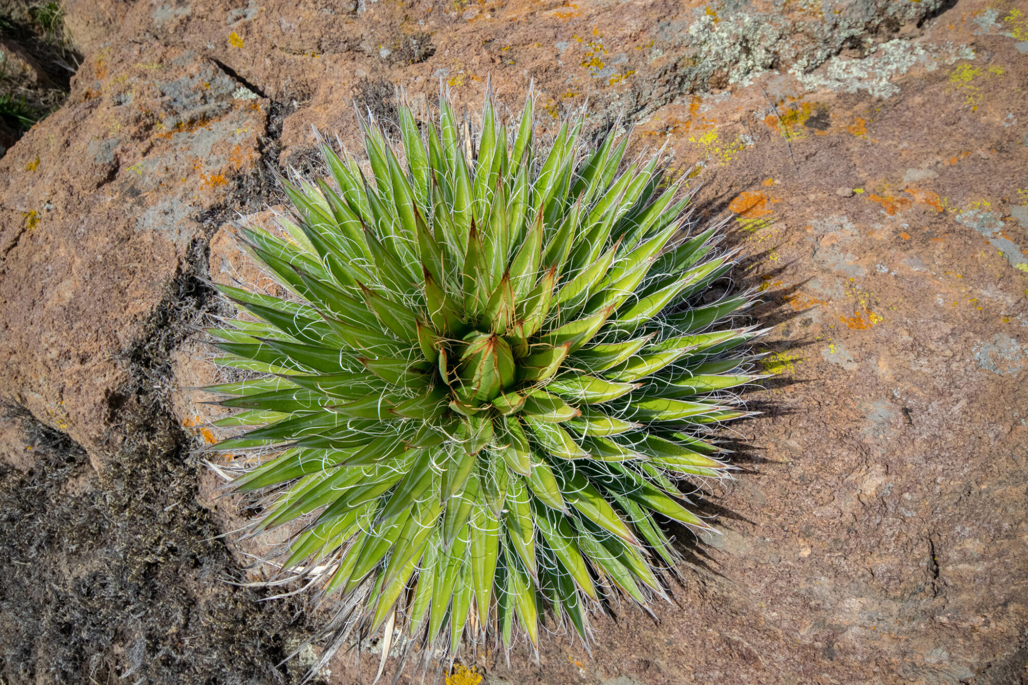 Das Bild zeigt eine Agave schidigera Pflanze, die in einer felsigen Umgebung wächst. Die Pflanze bildet eine dichte Rosette aus schmalen, spitzen Blättern, die in einem lebendigen Grünton gehalten sind. Charakteristisch für diese Agavenart sind die feinen, fadenartigen Strukturen entlang der Blattränder, die sich weiß und kraus hervorheben. Die Blätter laufen in scharfen Spitzen aus, die im Sonnenlicht leicht glänzen. Die umgebende Landschaft ist trocken und felsig.