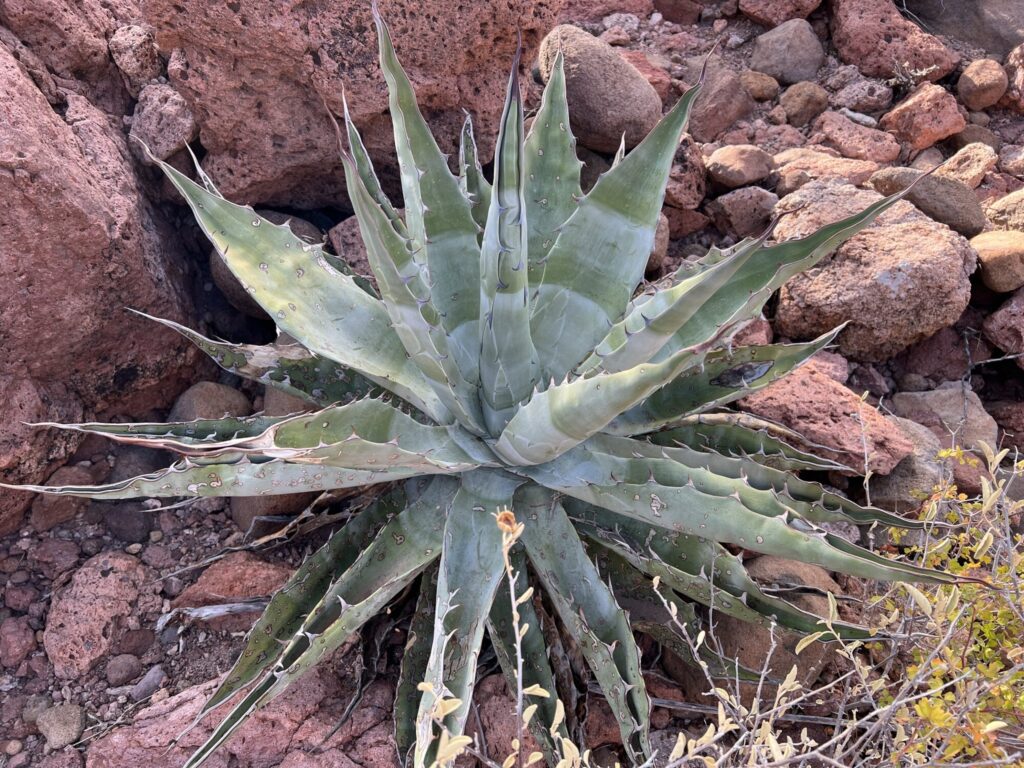 Das Bild zeigt eine Agave sobria, eine große sukkulente Pflanze mit langen, schwertförmigen Blättern, die in einer Rosettenform angeordnet sind. Die Blätter sind grau-grün und besitzen scharfe Spitzen und Zähne entlang der Ränder. Die Pflanze wächst in einer trockenen, felsigen Umgebung, umgeben von roten Felsen und Geröll. Der Boden ist karg und felsig