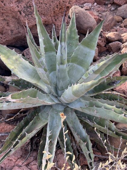 Das Bild zeigt eine Agave sobria, eine große sukkulente Pflanze mit langen, schwertförmigen Blättern, die in einer Rosettenform angeordnet sind. Die Blätter sind grau-grün und besitzen scharfe Spitzen und Zähne entlang der Ränder. Die Pflanze wächst in einer trockenen, felsigen Umgebung, umgeben von roten Felsen und Geröll. Der Boden ist karg und felsig