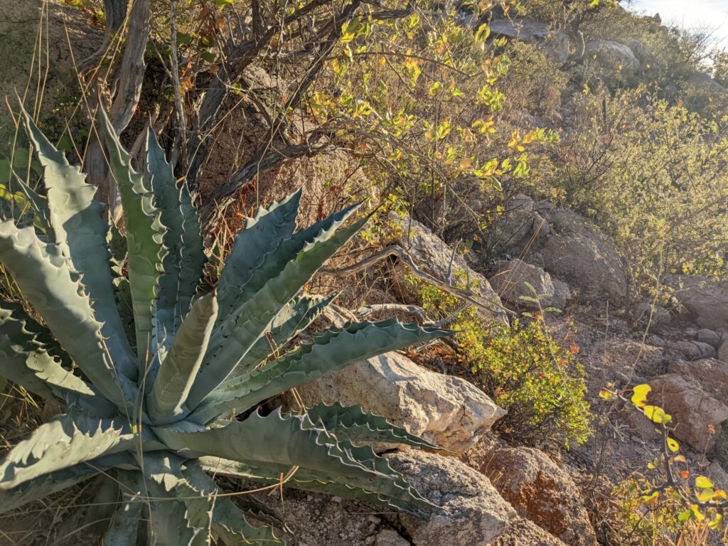 Das Bild zeigt eine Agave sobria ssp. frailensis, eine große sukkulente Pflanze mit langen, schwertförmigen Blättern, die in einer Rosette angeordnet sind. Die Blätter sind grau-grün und haben scharfe Spitzen und Zähne entlang der Ränder. Die Pflanze wächst in einer trockenen, felsigen Umgebung, umgeben von verschiedenen Sträuchern und Büschen. Einige der Pflanzen im Hintergrund haben kleine, gelbe Blätter. Der Boden ist mit Felsen und trockener Vegetation bedeckt.