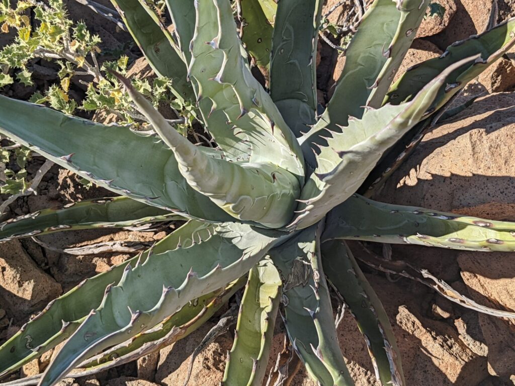 Das Bild zeigt eine Agave sobria ssp. roseana, eine sukkulente Pflanze mit kräftigen, fleischigen Blättern, die in einer Rosette angeordnet sind. Die Blätter sind grau-grün, haben scharfe Spitzen und deutlich sichtbare Zähnchen an den Rändern. Die Pflanze wächst in einer trockenen, felsigen Umgebung, und der Boden um sie herum ist mit Steinen bedeckt. Im Hintergrund sind einige kleine, dornige Pflanzen zu sehen, die ebenfalls in dieser kargen Landschaft wachsen.