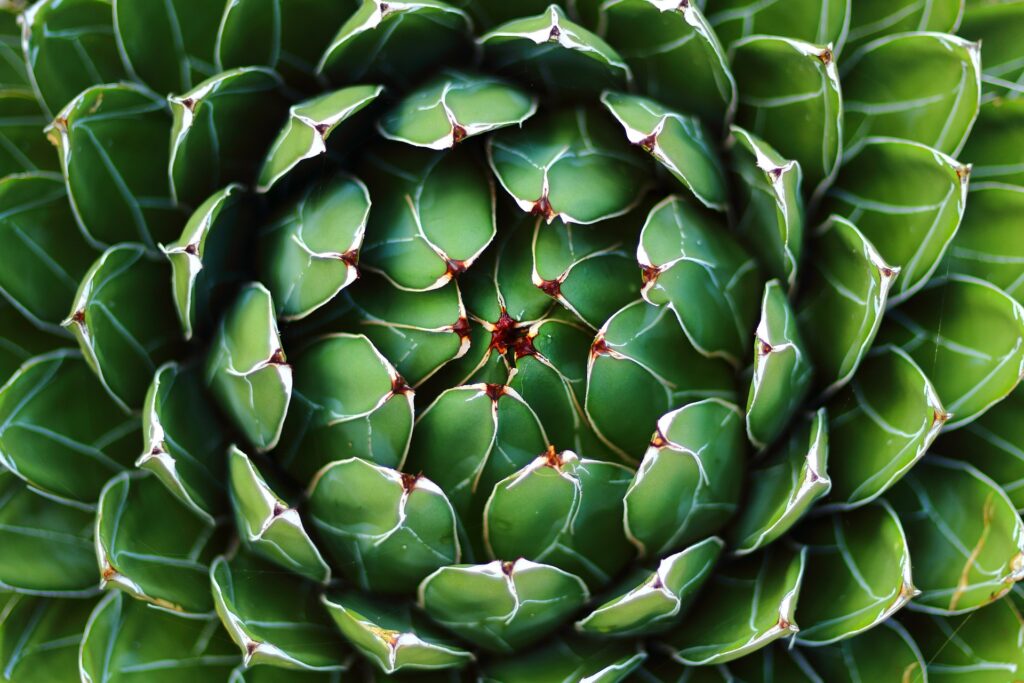 Agave victoriae reginae Das Bild zeigt eine Nahaufnahme der Agave victoriae-reginae, auch bekannt als Queen Victoria Agave. Die Pflanze bildet eine sehr symmetrische und kompakte Rosette aus dunkelgrünen, lanzettlichen Blättern. Jedes Blatt hat markante, weiße Linien entlang der Ränder und Mittellinien, die ein geometrisches Muster bilden. Im Zentrum der Rosette sind die Blätter eng aneinander gefügt, wodurch ein kunstvolles, spiralförmiges Design entsteht. Die Blätter sind leicht glänzend und die Spitzen haben kleine, scharfe Dornen.