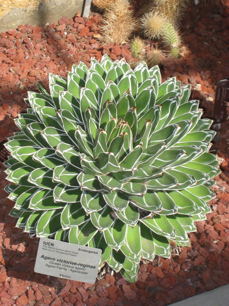 Agave victoriae reginae Das Bild zeigt eine Agave victoriae-reginae, auch bekannt als Queen Victoria Agave. Die Pflanze bildet eine dichte Rosette aus symmetrisch angeordneten, dicken, grünen Blättern mit markanten weißen Linien entlang der Ränder und Mittellinien. Die Blätter sind länglich, glatt und enden in kleinen, scharfen Dornen. Die Pflanze ist auf einer Schicht aus roten Lavasteinen gepflanzt, die den Boden bedecken. Im Hintergrund sind einige Kakteen und weitere Sukkulenten sichtbar