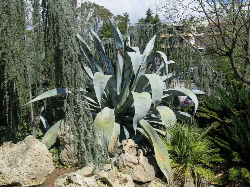 Das Bild zeigt eine große Agave americana-Pflanze in einer gartenähnlichen Umgebung. Die Pflanze hat lange, dicke, blaugraue Blätter mit spitzen Dornen an den Rändern und Blattspitzen. Die Blätter sind symmetrisch angeordnet und bilden eine markante Rosette. Die Agave wächst zwischen großen Felsen und ist von anderen Pflanzen umgeben, darunter ein kleiner Palmenstrauch und hängende Nadelbäume. Im Hintergrund sind weitere Bäume und Sträucher sowie Gebäude und ein geparktes Auto zu sehen