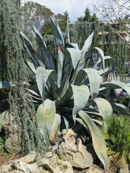 Das Bild zeigt eine große Agave americana-Pflanze in einer gartenähnlichen Umgebung. Die Pflanze hat lange, dicke, blaugraue Blätter mit spitzen Dornen an den Rändern und Blattspitzen. Die Blätter sind symmetrisch angeordnet und bilden eine markante Rosette. Die Agave wächst zwischen großen Felsen und ist von anderen Pflanzen umgeben, darunter ein kleiner Palmenstrauch und hängende Nadelbäume. Im Hintergrund sind weitere Bäume und Sträucher sowie Gebäude und ein geparktes Auto zu sehen