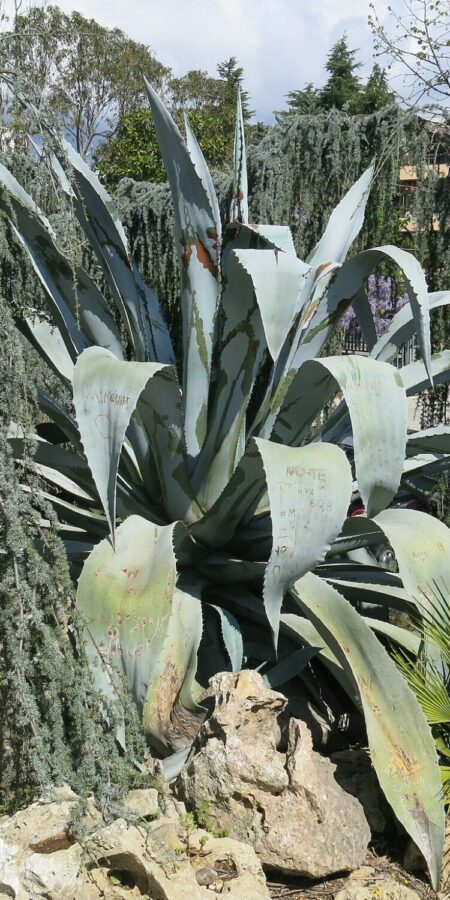 Agave americana | Merkmale, Pflege & Vermehrung