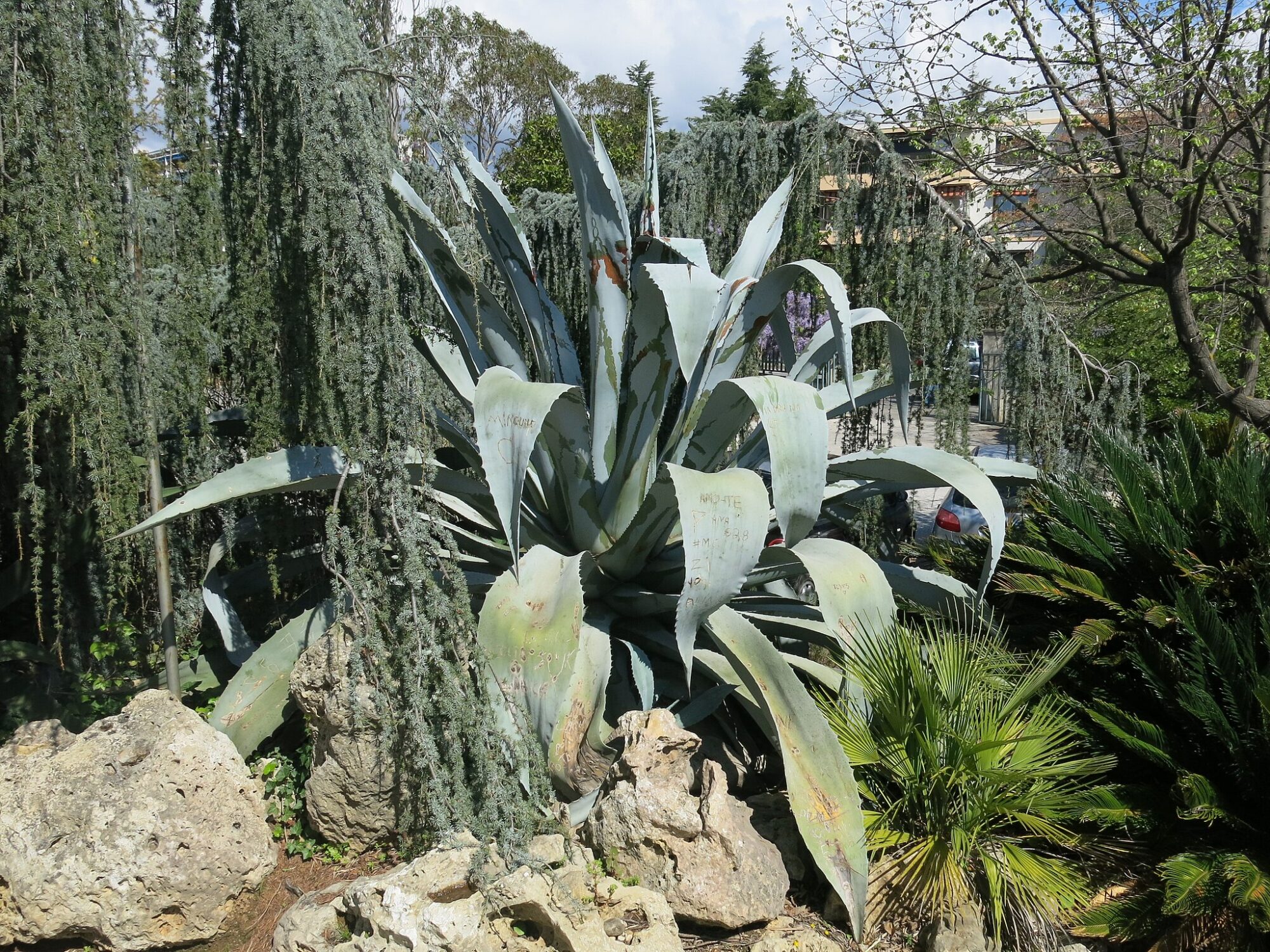 Agave americana