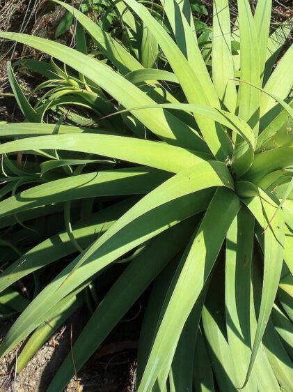 Das Bild zeigt eine Agave bracteosa. Die Pflanze zeichnet sich durch ihre langen, schmalen, bandförmigen Blätter aus, die in einer dichten Rosette angeordnet sind. Die Blätter sind hellgrün und haben keine Dornen, was sie von vielen anderen Agavenarten unterscheidet. Die Pflanze wächst in einem sandigen Boden und ist umgeben von anderen Pflanzen sowie einigen größeren Steinen. Ein kleines Schild im Hintergrund identifiziert die Pflanze als Agave bracteosa.