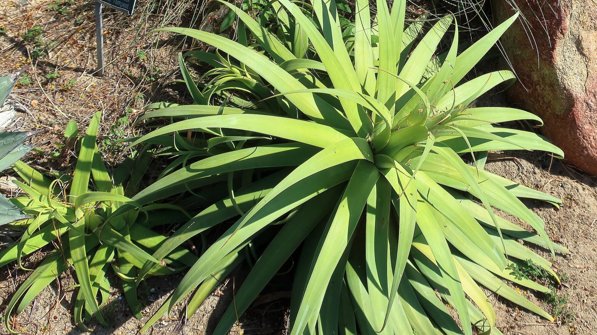 Das Bild zeigt eine Agave bracteosa. Die Pflanze zeichnet sich durch ihre langen, schmalen, bandförmigen Blätter aus, die in einer dichten Rosette angeordnet sind. Die Blätter sind hellgrün und haben keine Dornen, was sie von vielen anderen Agavenarten unterscheidet. Die Pflanze wächst in einem sandigen Boden und ist umgeben von anderen Pflanzen sowie einigen größeren Steinen. Ein kleines Schild im Hintergrund identifiziert die Pflanze als Agave bracteosa.