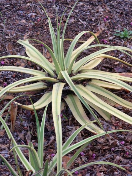 Das Bild zeigt eine Agave bracteosa 'Monterrey Frost', auch bekannt als "Variegated Squid Agave". Die Pflanze zeichnet sich durch ihre auffälligen, cremefarbenen bis weißen Streifen auf den langen, schmalen Blättern aus. Die Blätter wachsen in einer dichten Rosette und haben eine bogenförmige Wuchsform. Die Pflanze ist in einem gut durchlässigen Boden gepflanzt und von herabgefallenem Laub und kleinen Blüten umgeben. Ein Schild neben der Pflanze identifiziert sie als "Variegated Squid Agave" und gibt zusätzliche Informationen zu ihrer Herkunft und den charakteristischen Merkmalen an.