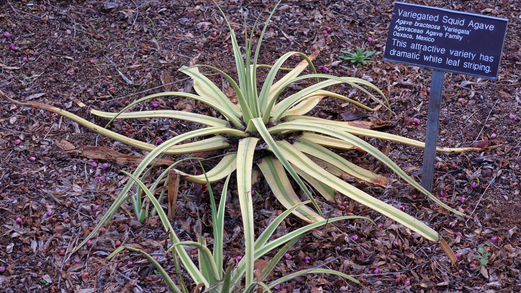 Das Bild zeigt eine Agave bracteosa 'Monterrey Frost', auch bekannt als "Variegated Squid Agave". Die Pflanze zeichnet sich durch ihre auffälligen, cremefarbenen bis weißen Streifen auf den langen, schmalen Blättern aus. Die Blätter wachsen in einer dichten Rosette und haben eine bogenförmige Wuchsform. Die Pflanze ist in einem gut durchlässigen Boden gepflanzt und von herabgefallenem Laub und kleinen Blüten umgeben. Ein Schild neben der Pflanze identifiziert sie als "Variegated Squid Agave" und gibt zusätzliche Informationen zu ihrer Herkunft und den charakteristischen Merkmalen an.