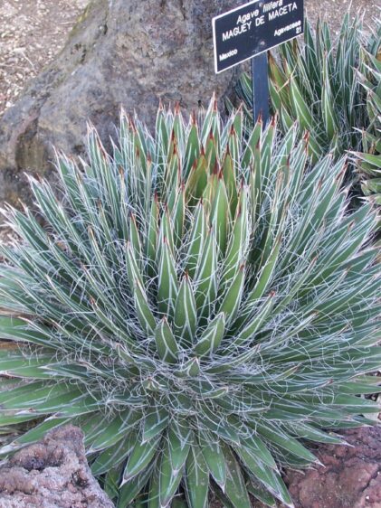 Das Bild zeigt eine Agave filifera Pflanze in einer steinigen Umgebung. Die Pflanze hat eine dichte Rosettenform mit vielen schmalen, spitz zulaufenden Blättern, die einen grünen Farbton mit weißen Fäden an den Rändern aufweisen. An den Blattspitzen befinden sich kleine, rötliche Dornen. Im Hintergrund ist ein weiteres Exemplar dieser Agavenart zu sehen. Der Boden ist trocken und steinig, typisch für die natürlichen Wachstumsbedingungen dieser Agavenart.