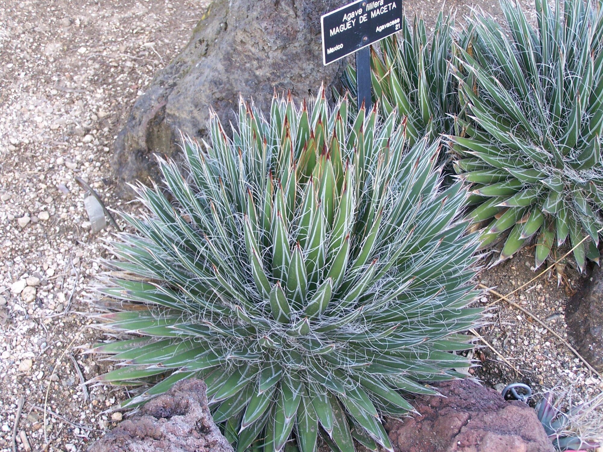 Das Bild zeigt eine Agave filifera Pflanze in einer steinigen Umgebung. Die Pflanze hat eine dichte Rosettenform mit vielen schmalen, spitz zulaufenden Blättern, die einen grünen Farbton mit weißen Fäden an den Rändern aufweisen. An den Blattspitzen befinden sich kleine, rötliche Dornen. Im Hintergrund ist ein weiteres Exemplar dieser Agavenart zu sehen. Der Boden ist trocken und steinig, typisch für die natürlichen Wachstumsbedingungen dieser Agavenart.