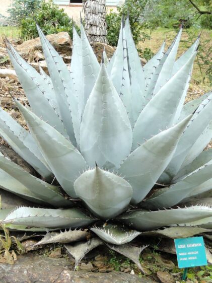 Das Bild zeigt eine Agave havardiana Pflanze, die in einer natürlichen Gartenumgebung wächst. Die Pflanze hat eine symmetrische Rosettenform und besteht aus dicken, spitz zulaufenden Blättern, die eine graugrüne bis bläuliche Färbung aufweisen. Die Blattränder sind mit kleinen, gezackten Dornen besetzt, die der Agave ihr charakteristisches, wehrhaftes Aussehen verleihen. Der Hintergrund zeigt eine steinige Umgebung mit einigen trockenen Blättern und anderen Pflanzen.
