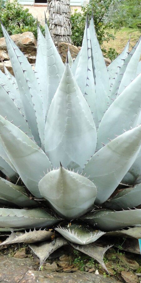 Agave havardiana | Merkmale, Pflege & Vermehrung