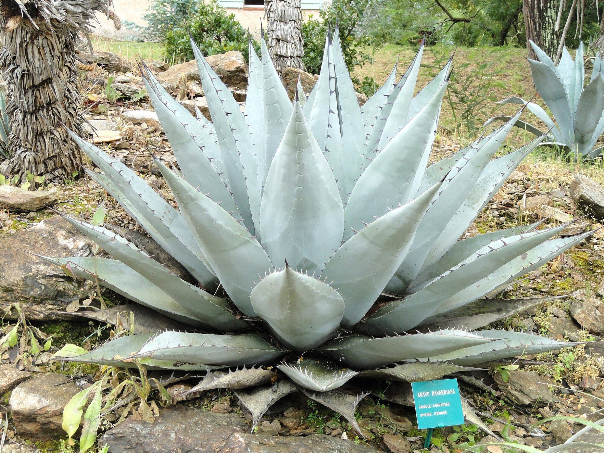 Das Bild zeigt eine Agave havardiana Pflanze, die in einer natürlichen Gartenumgebung wächst. Die Pflanze hat eine symmetrische Rosettenform und besteht aus dicken, spitz zulaufenden Blättern, die eine graugrüne bis bläuliche Färbung aufweisen. Die Blattränder sind mit kleinen, gezackten Dornen besetzt, die der Agave ihr charakteristisches, wehrhaftes Aussehen verleihen. Der Hintergrund zeigt eine steinige Umgebung mit einigen trockenen Blättern und anderen Pflanzen.