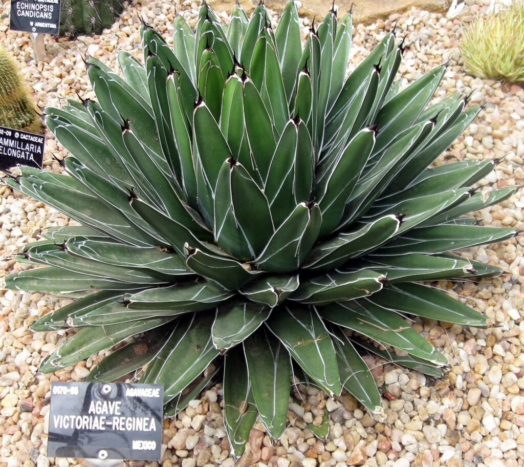 Agave victoriae reginae Das Bild zeigt eine Agave victoriae-reginae, auch bekannt als Queen Victoria Agave. Diese Pflanze bildet eine kompakte, dichte Rosette aus dunkelgrünen, lanzettlichen Blättern. Die Blätter sind symmetrisch angeordnet und weisen markante, weiße Linien entlang der Ränder und Mittellinien auf. An den Blattspitzen befinden sich kleine, scharfe Dornen. Die Pflanze ist auf einem Bett aus hellen Kieselsteinen platziert. Im Hintergrund sind weitere Sukkulenten und Kakteen zu sehen